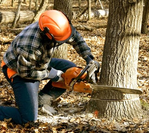 Tree Removal in Hundred, WV